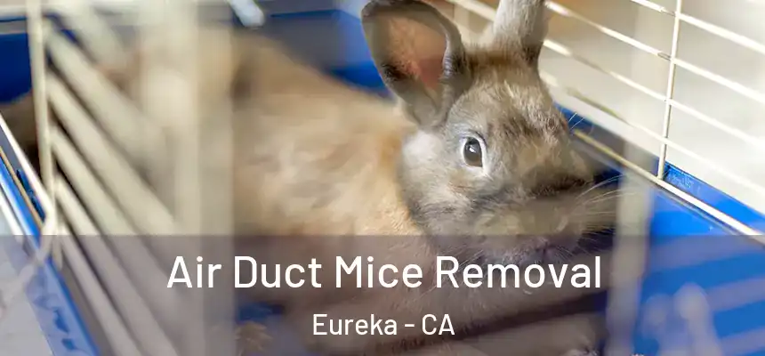  Air Duct Mice Removal Eureka - CA